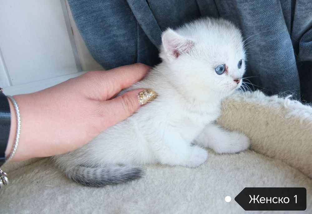 Британско коте сребърна чинчила