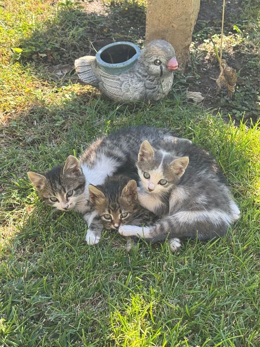 Подаряват се две котенца