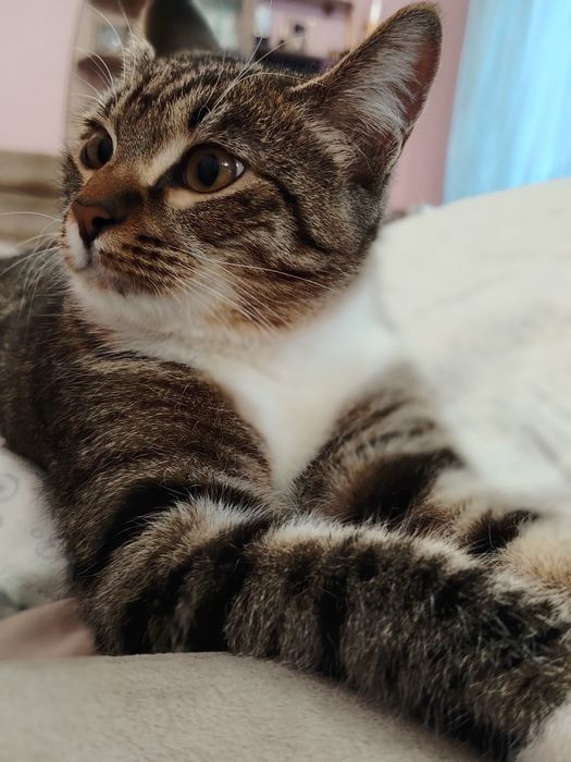 Котик ищет семью