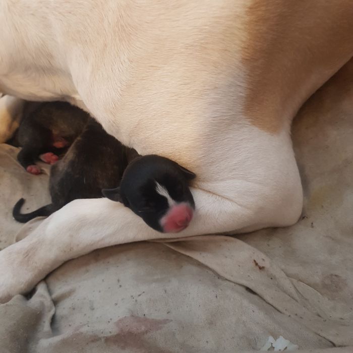 Продажа щенков пит-булей