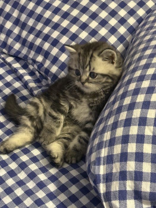 Продаётся британский котёнок