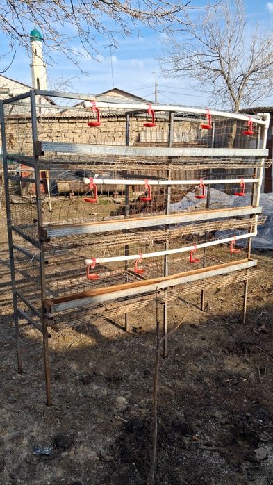 Tovuq Katak Sotiladi