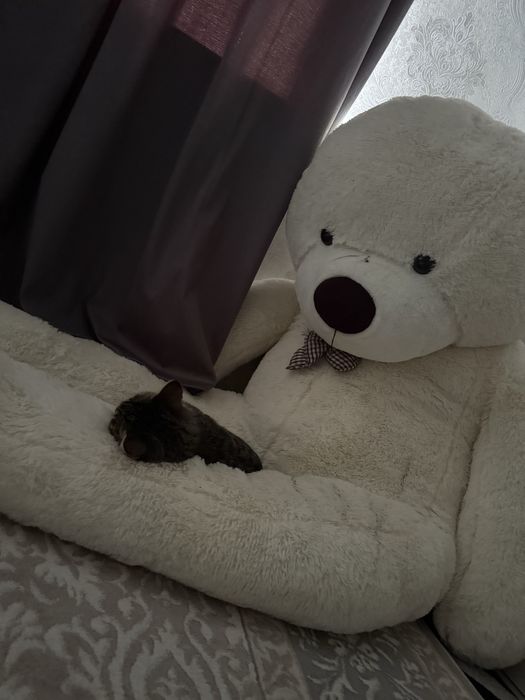 Отдам кошку в добрые руки