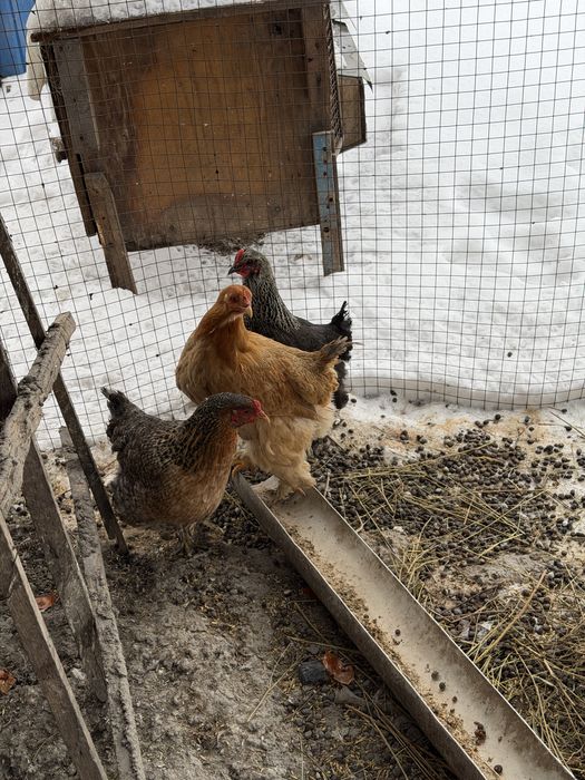 Продам курей брам домашних молодых 7 штук