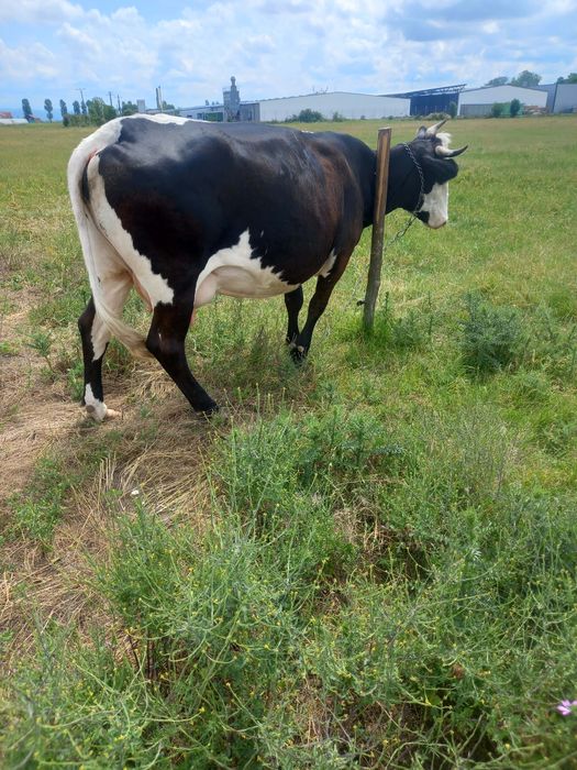 Vând vaca de 5 ani gustata în 5 luni