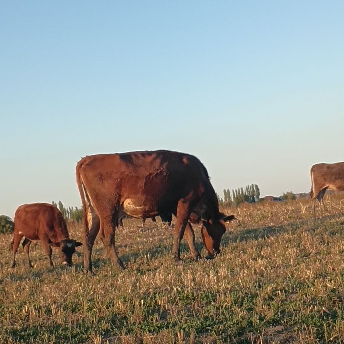 Продаю корову,стельную