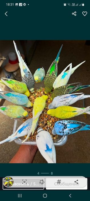 Волнистый попугай