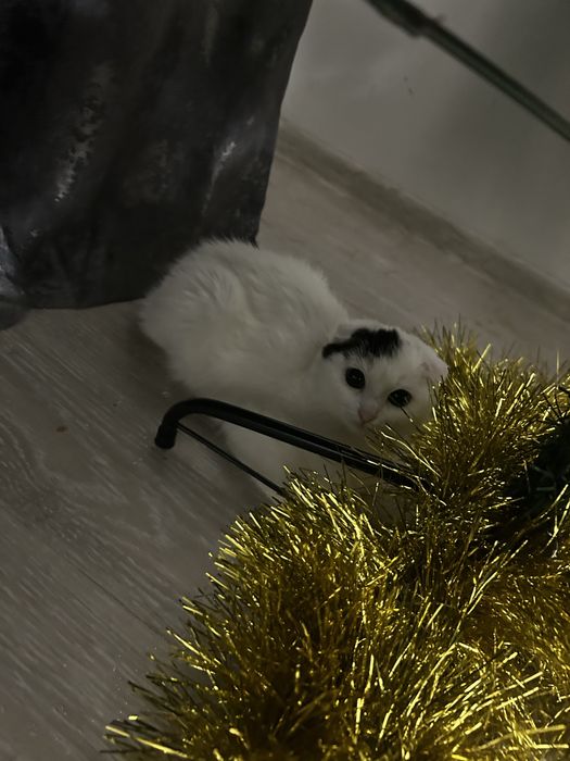 Отдаю трех кошечек в добрые руки