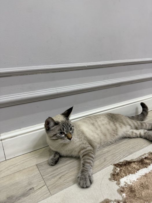 Кошке 7 месяцев