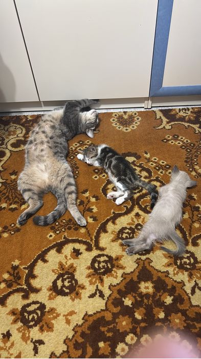 Котята ласковые домашние мальчик и девочка