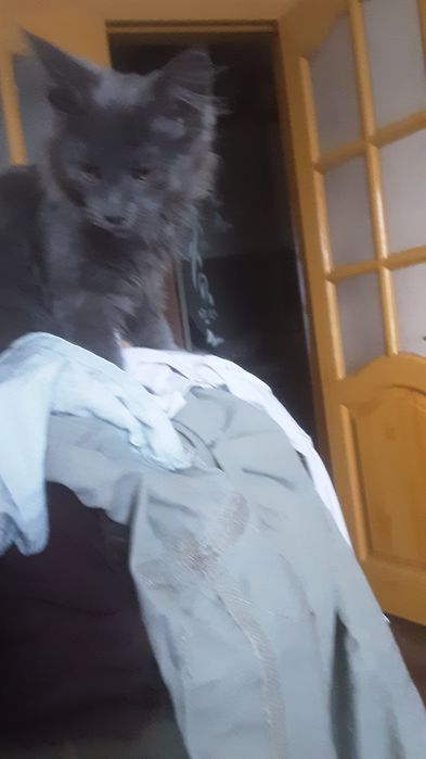 Продам котят помесных