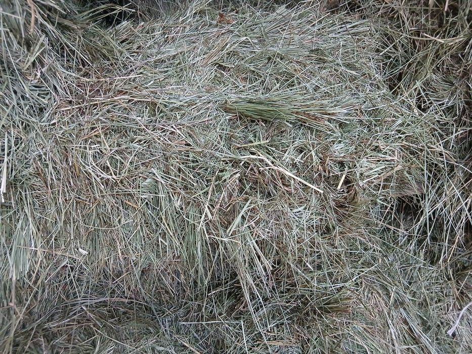 Продам сено разнотравия  солодка в Алматы