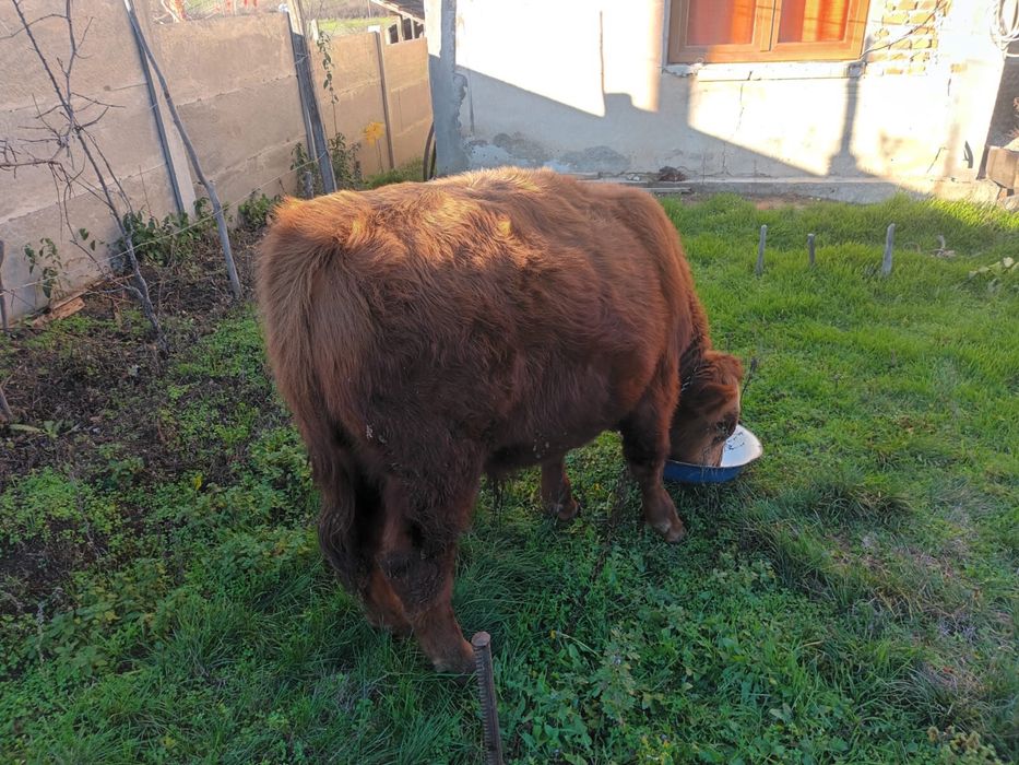 Tauras Angus de vanzare