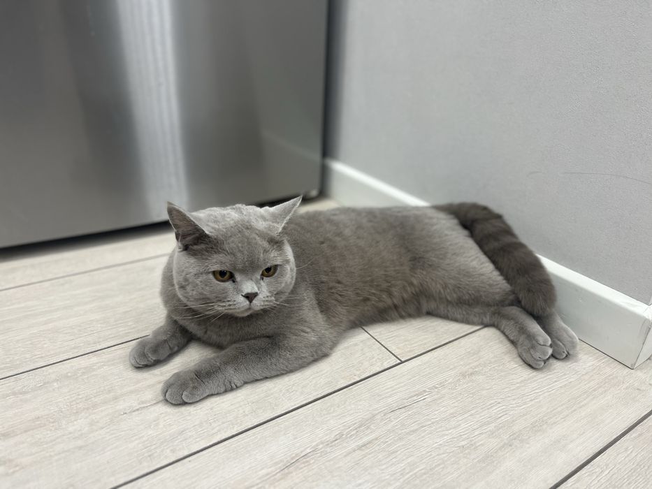 Кошка британской породы,