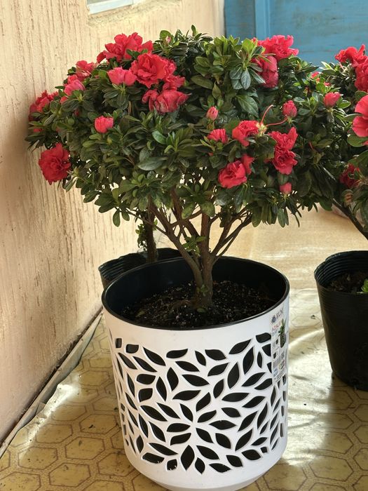 азалия шымкент арзан багада