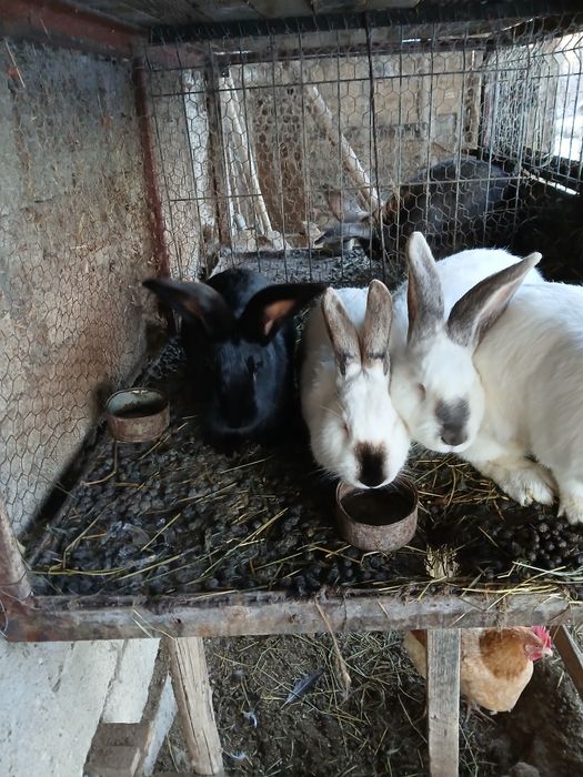 Vand iepuri 5 femele si 1 mascul