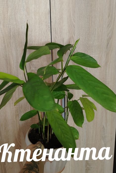 Продам комнатные растения