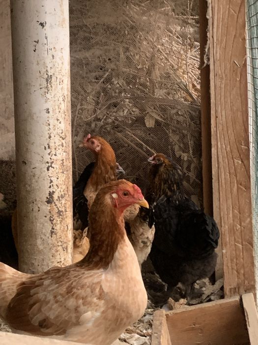 Uy tovuqlari sotuvda 5 ta tovuq 1 ta xòroz bor