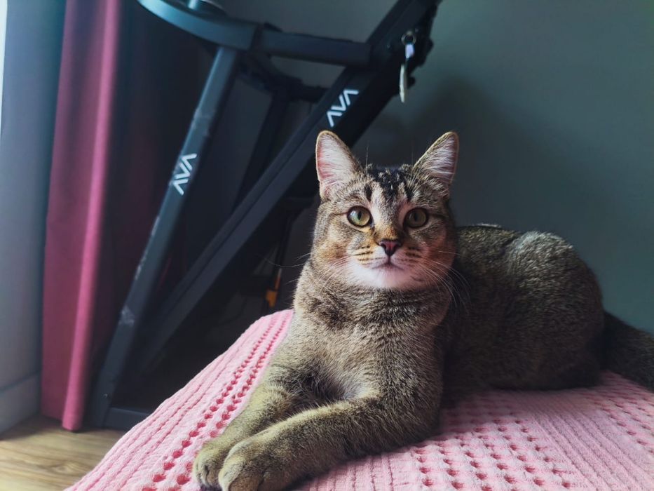 Бесплатно, в добрые руки.