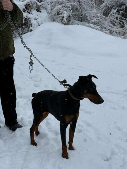 Продается щенок доберман 8месяцев сучка срочно