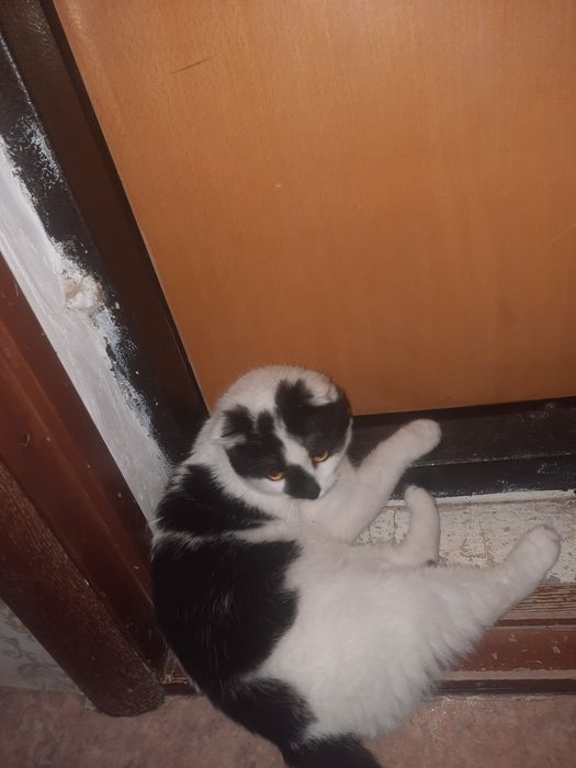 Котёнок 6 месяцев. Пол мальчик