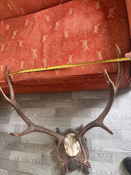 Coarne de cerb cu panoplie