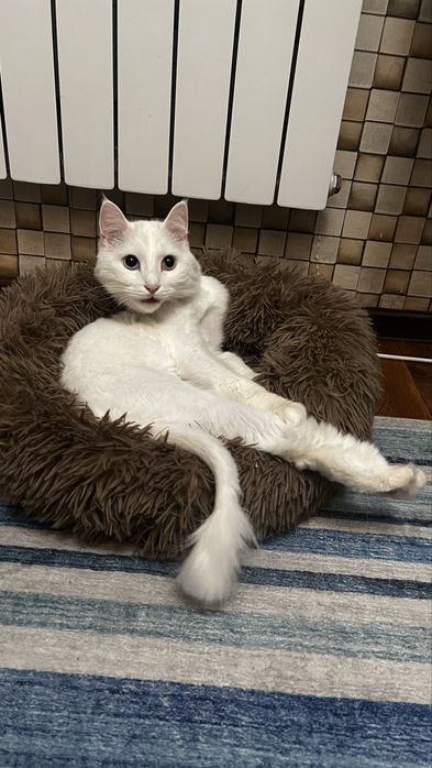 Отдам котика в хорошие руки