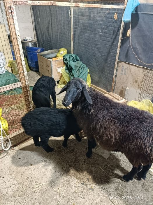 Эгиз Она ва куйлар.