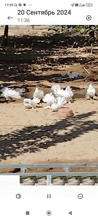 Турбачлар павлин сотилади