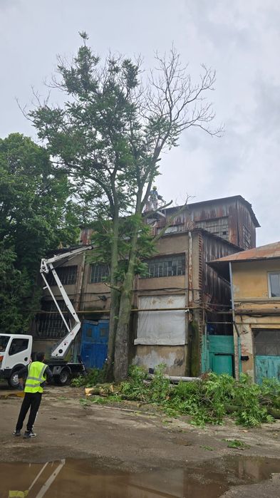 Taiere toaletare copaci evacure rezultat lemnos în tot Bucureștiul