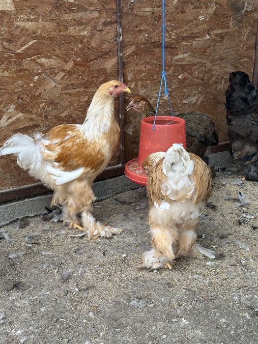 cocosi brahma potarnichiu si lemon