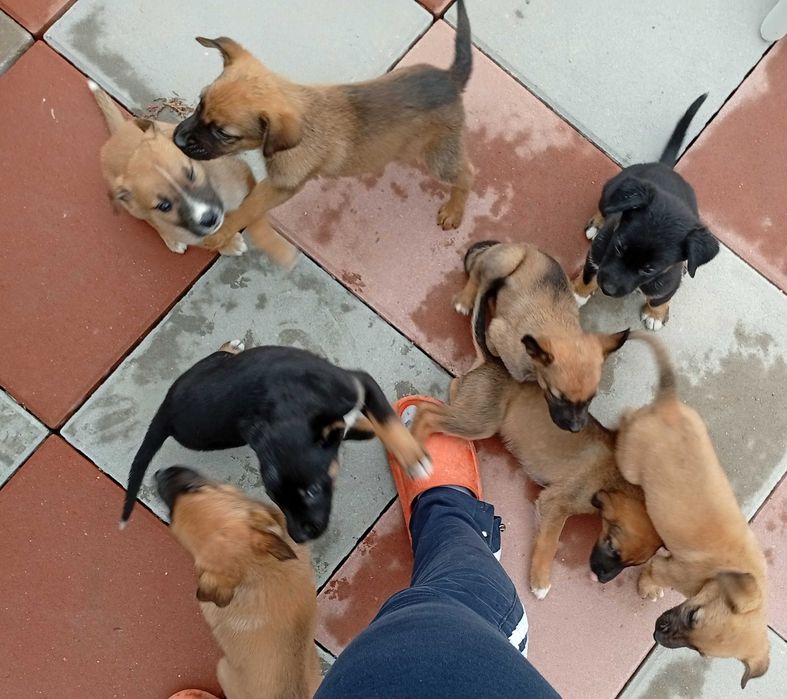 Donez pui cățel belgian cu doberman