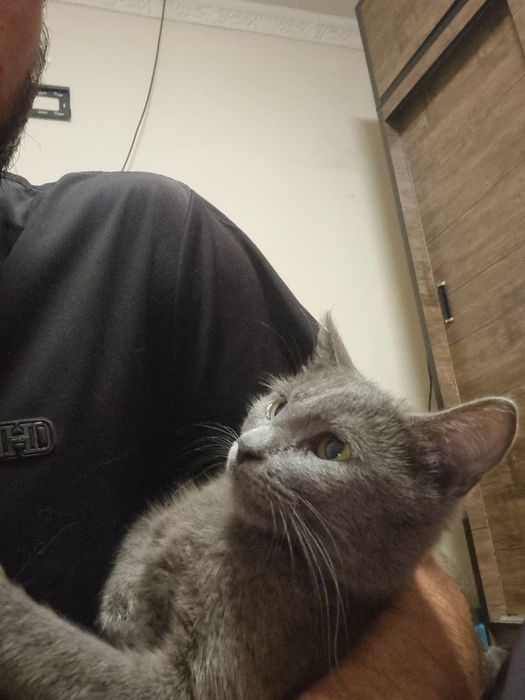 Parodali va bez paroda mushuk va mushukchalar