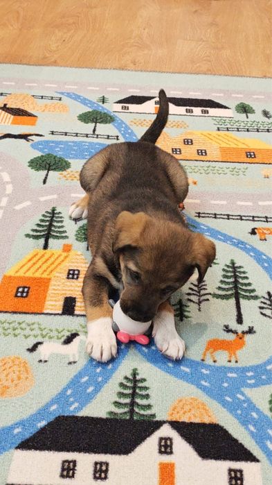 Щенок в добрые руки девочка