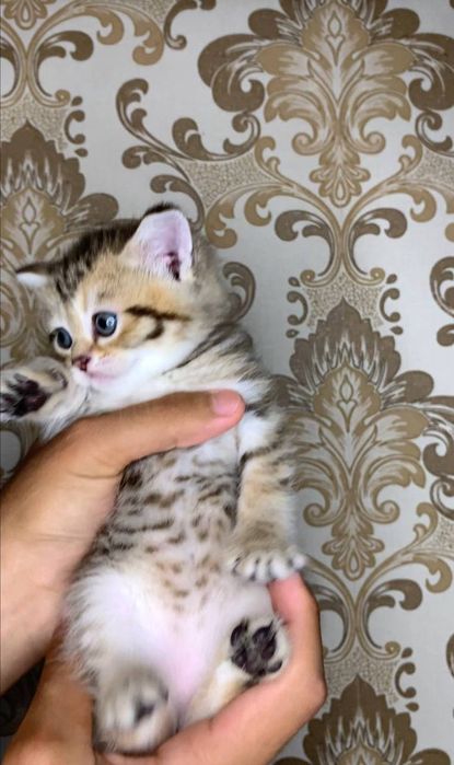 Катята ташкент ,