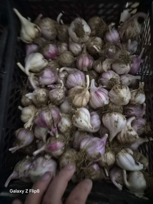 Продам. Чеснок. Домашний
