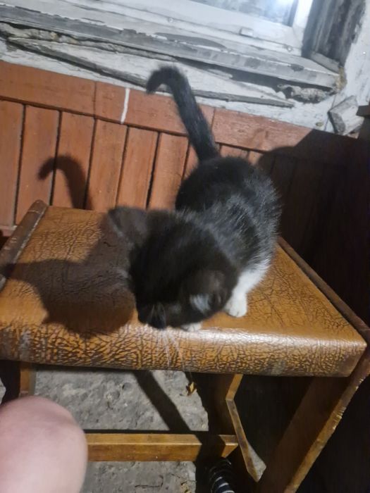 Отдам в хорошие руки..