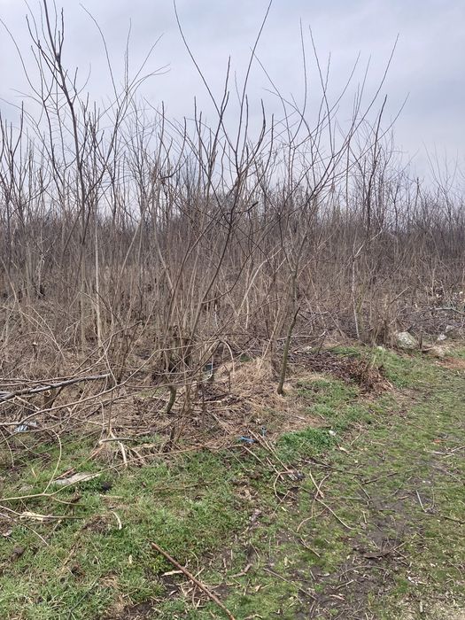 Косене на Трева и Поддръжка  на Дворове