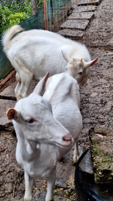 Vând țap rasa sannen