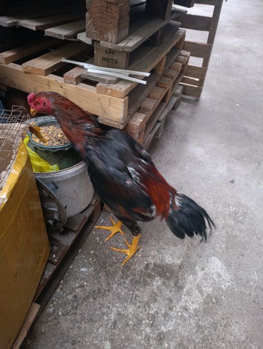 Дакан дакан продам