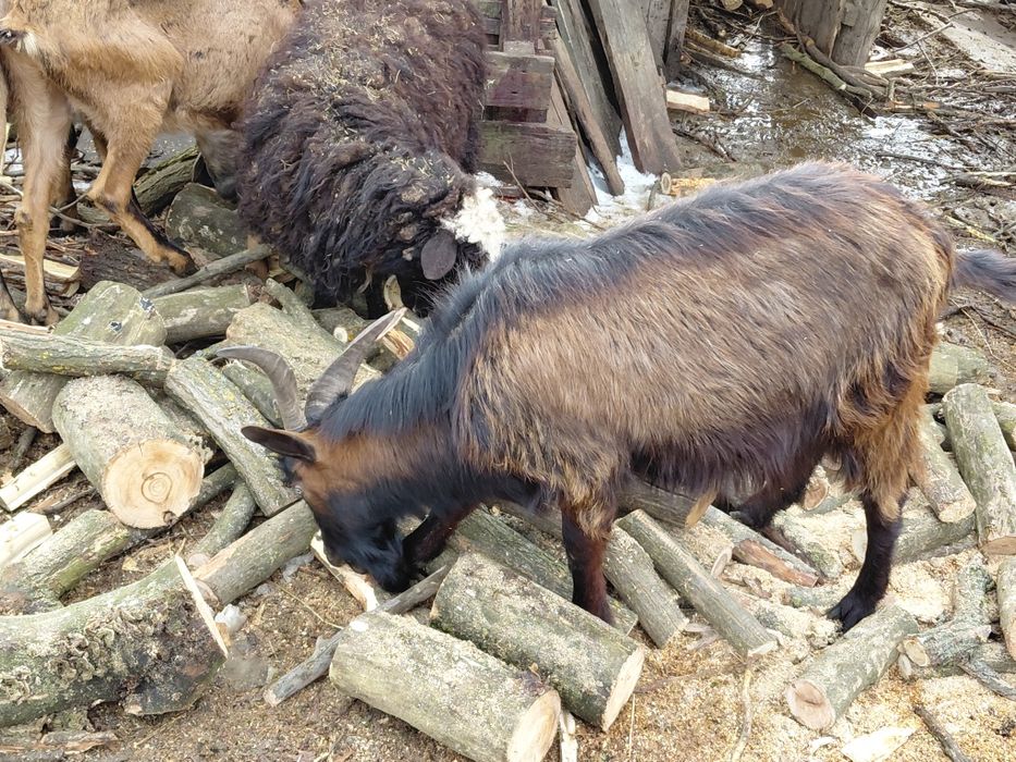 Vand 2 Țapi Francez Alpin