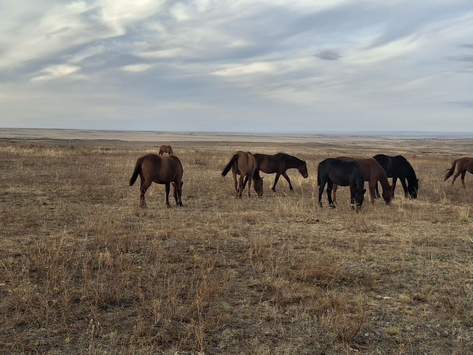 Байталдар сатамын