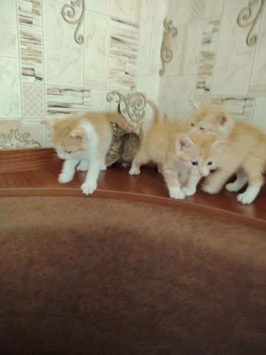 Отдам котят в хорошие руки