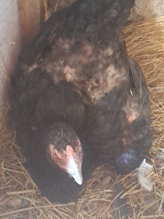 Продам кур, бойцовые