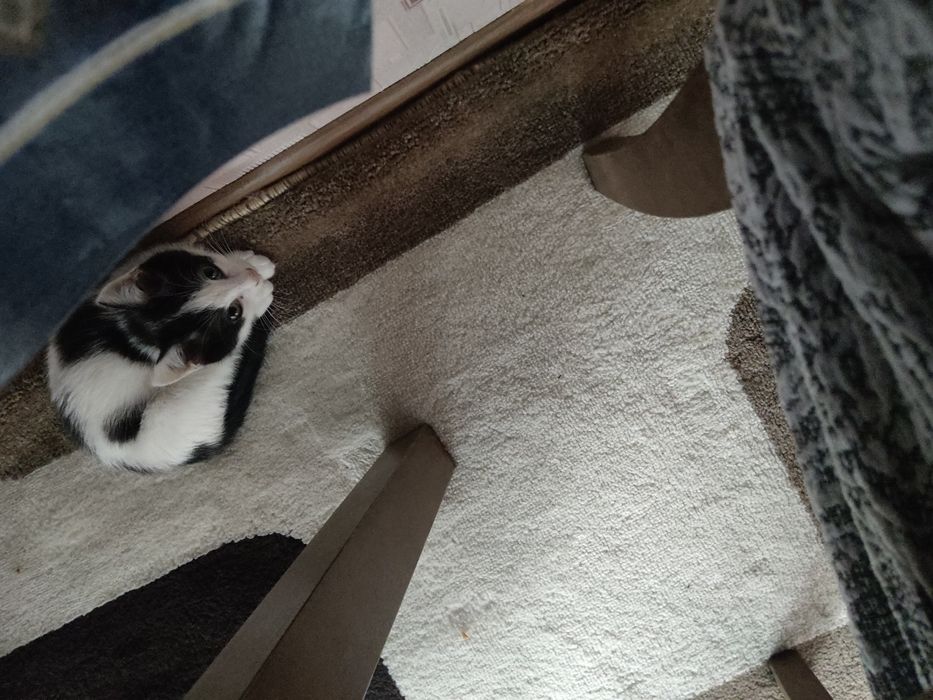 Отдам котенка в добрые руки