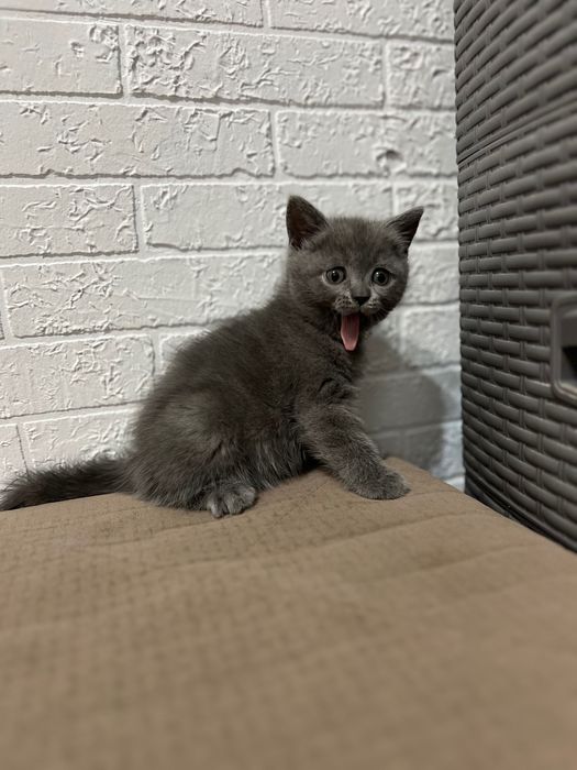 Котята скотиш страйк 1,5 месяца мальчики
