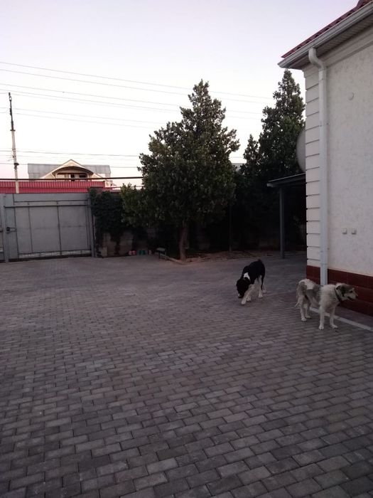 Дом, жжёный кирпич в Кайтпас-1