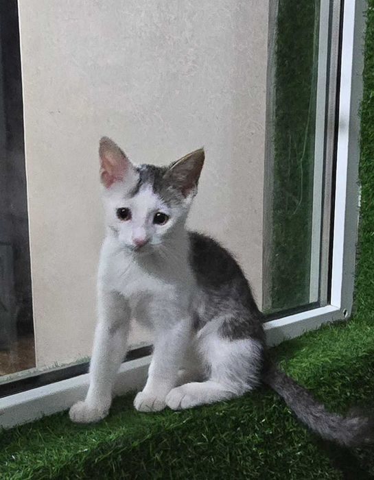 Кот, 4 месяца, зовут Рубль