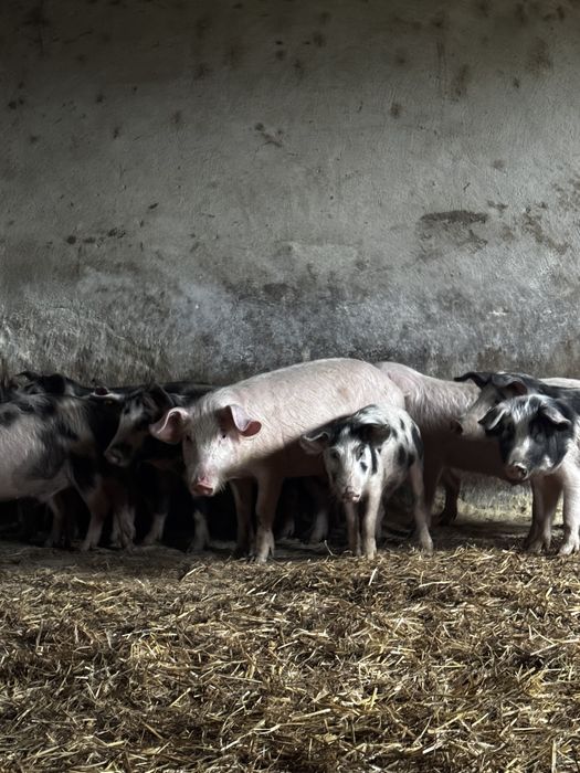 Продавам домашни прасета