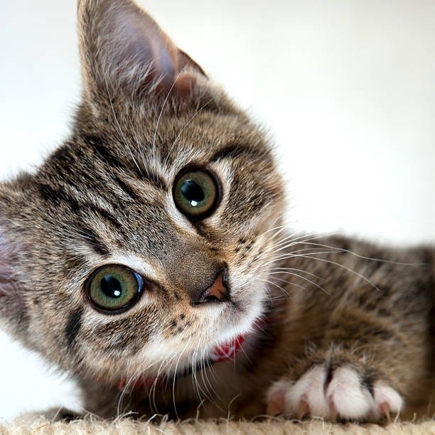 Котёнок мальчик Лёва ищет семью